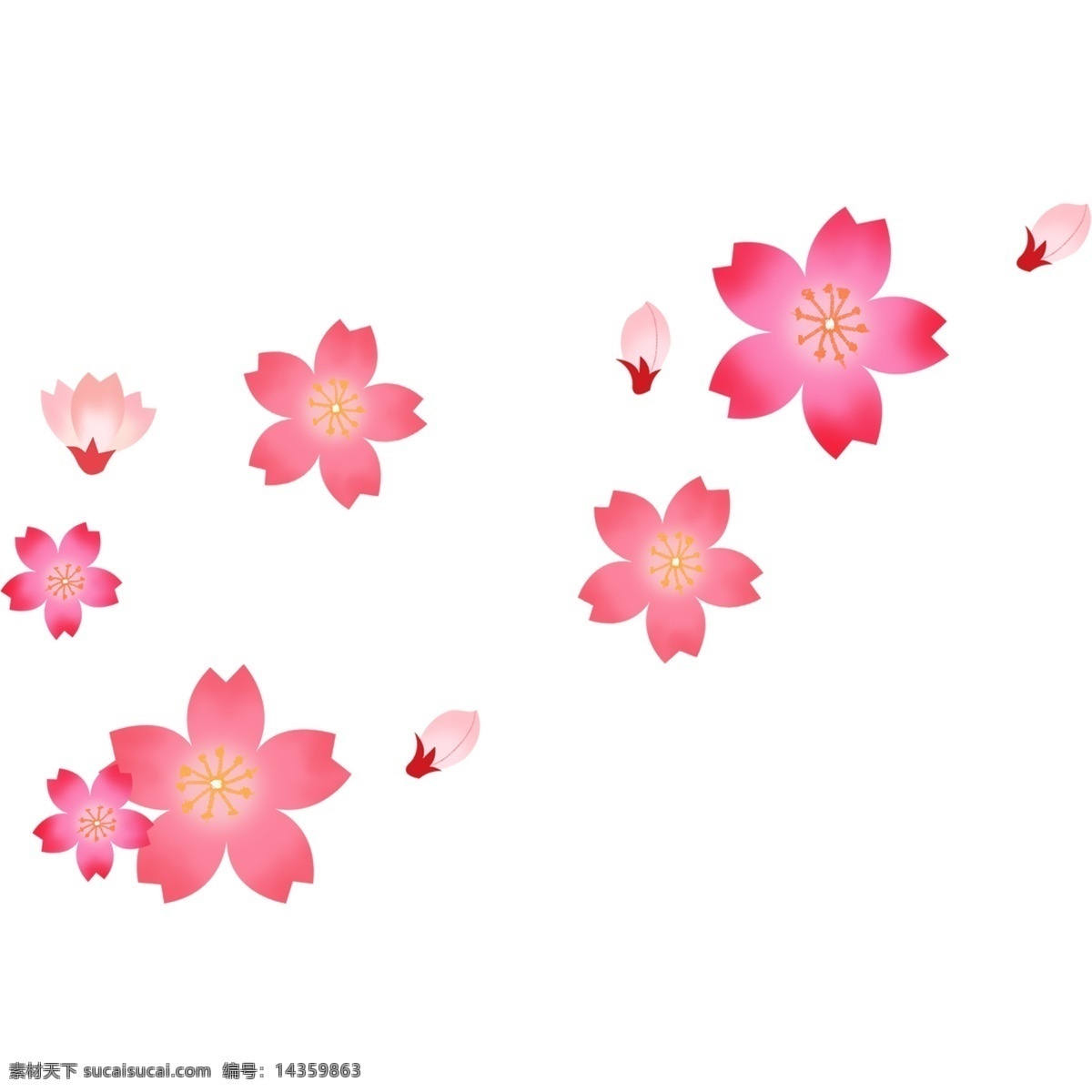 植物 粉色 樱花 漂浮