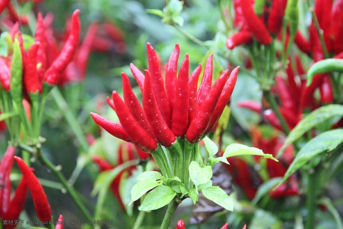 朝天红辣椒 火红辣椒 高清 辣椒 小辣椒 生物世界 蔬菜