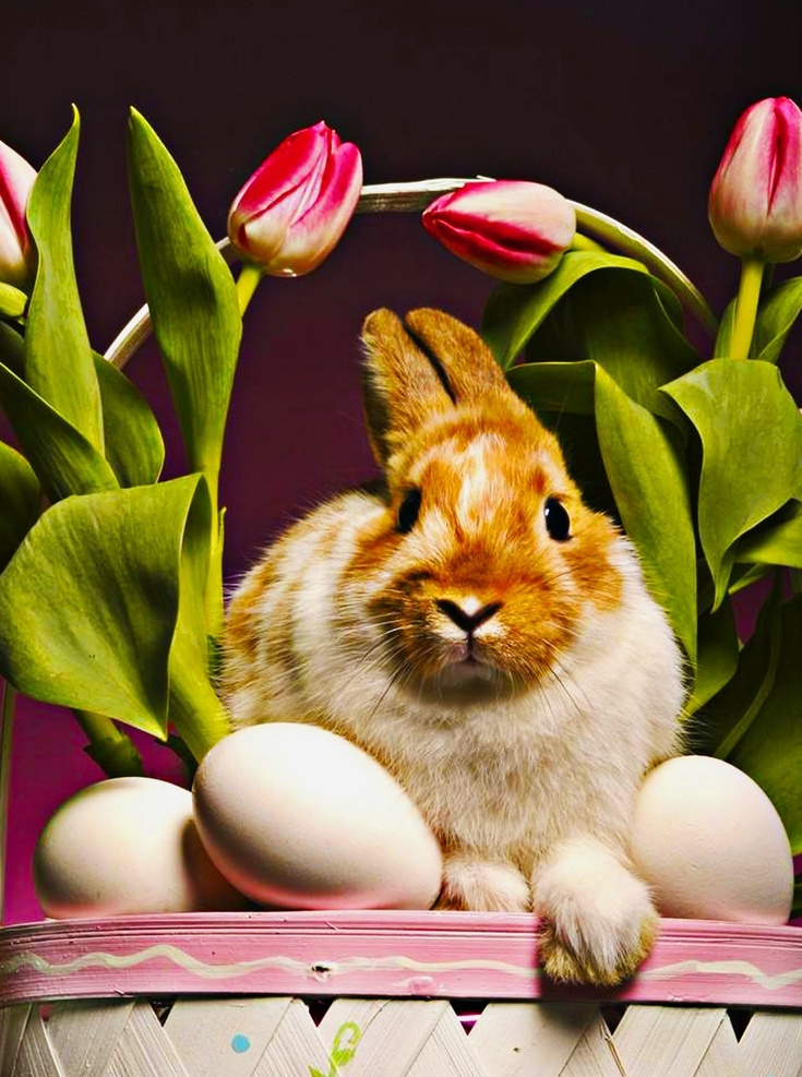 兔子 黑白兔子 白兔 小兔图片 黄白兔子 小兔子 动物