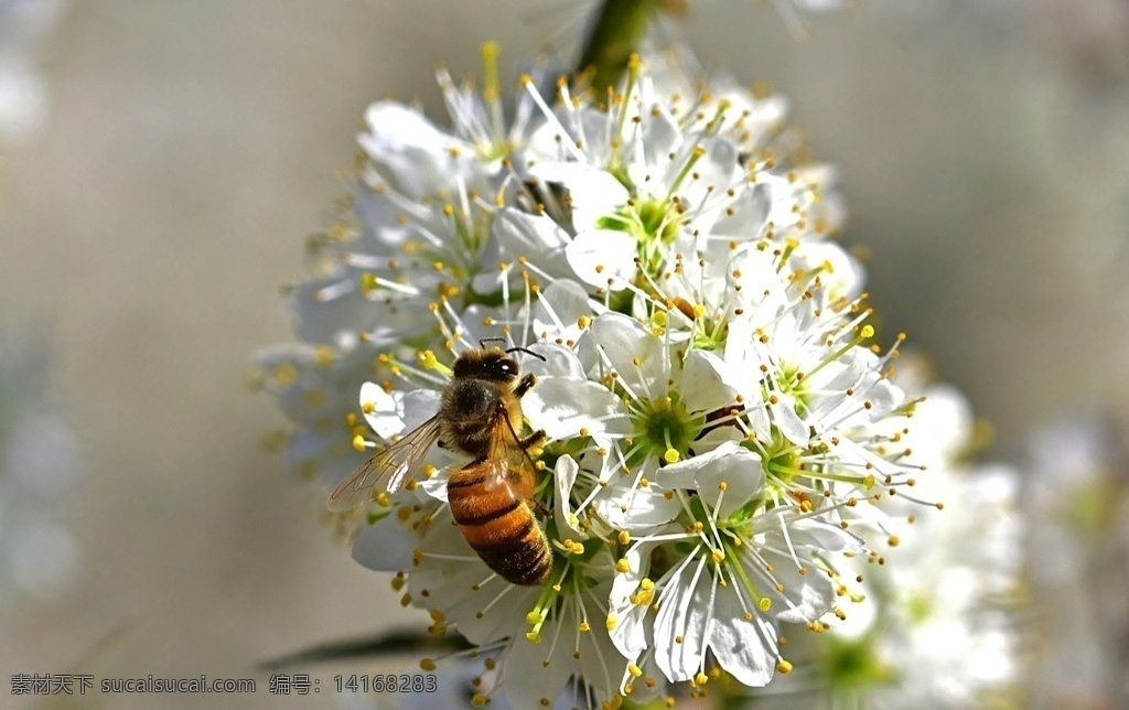 花朵 上 采 蜜 蜜蜂 小蜜蜂 大蜜蜂 大黄蜂 飞舞 采蜜 花期 花瓣 动物 生物世界 昆虫