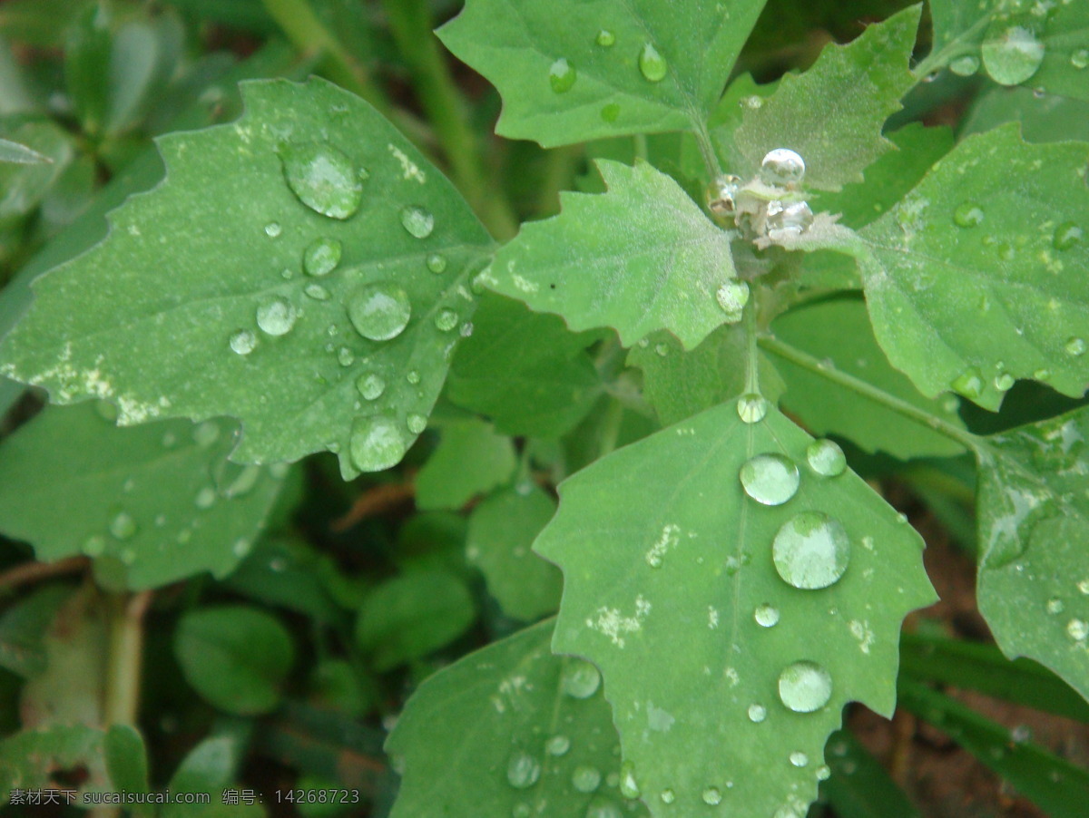 灰灰菜 野菜 水珠 露水 绿叶 田园风光 自然景观