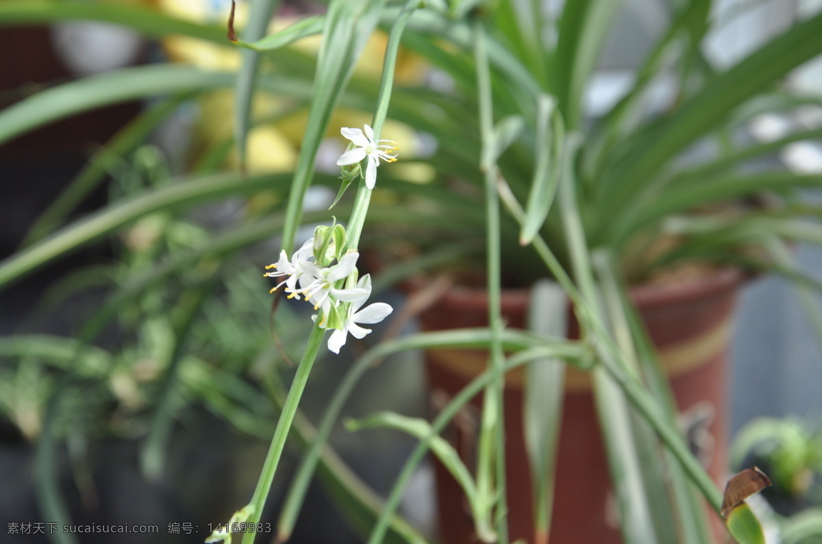 吊兰 开花 白色 小花 小清新 绿色 植物 花草 生物世界