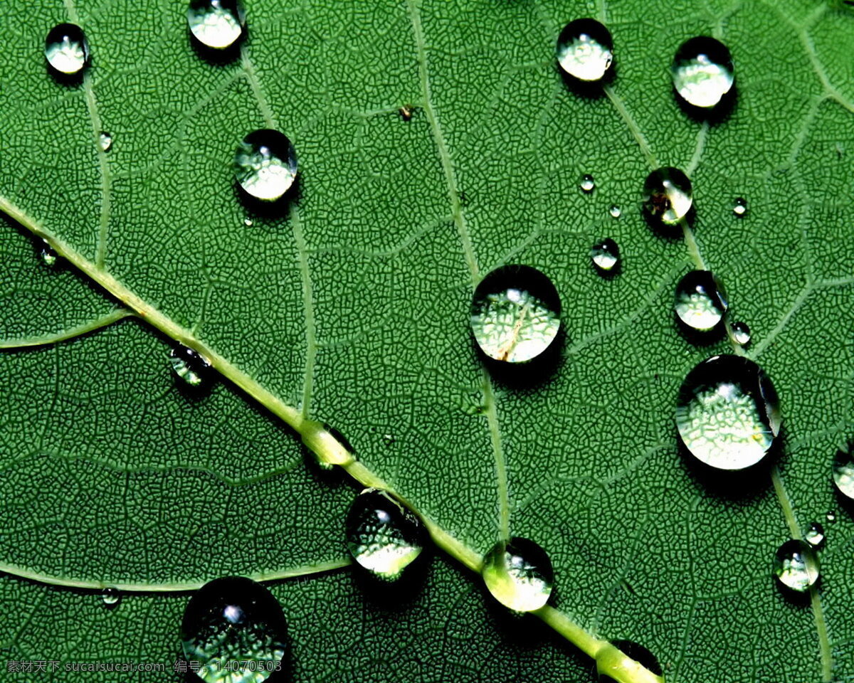 绿叶 水滴 唯美 时刻 水珠 露珠 叶子 风景 生物世界 树木树叶