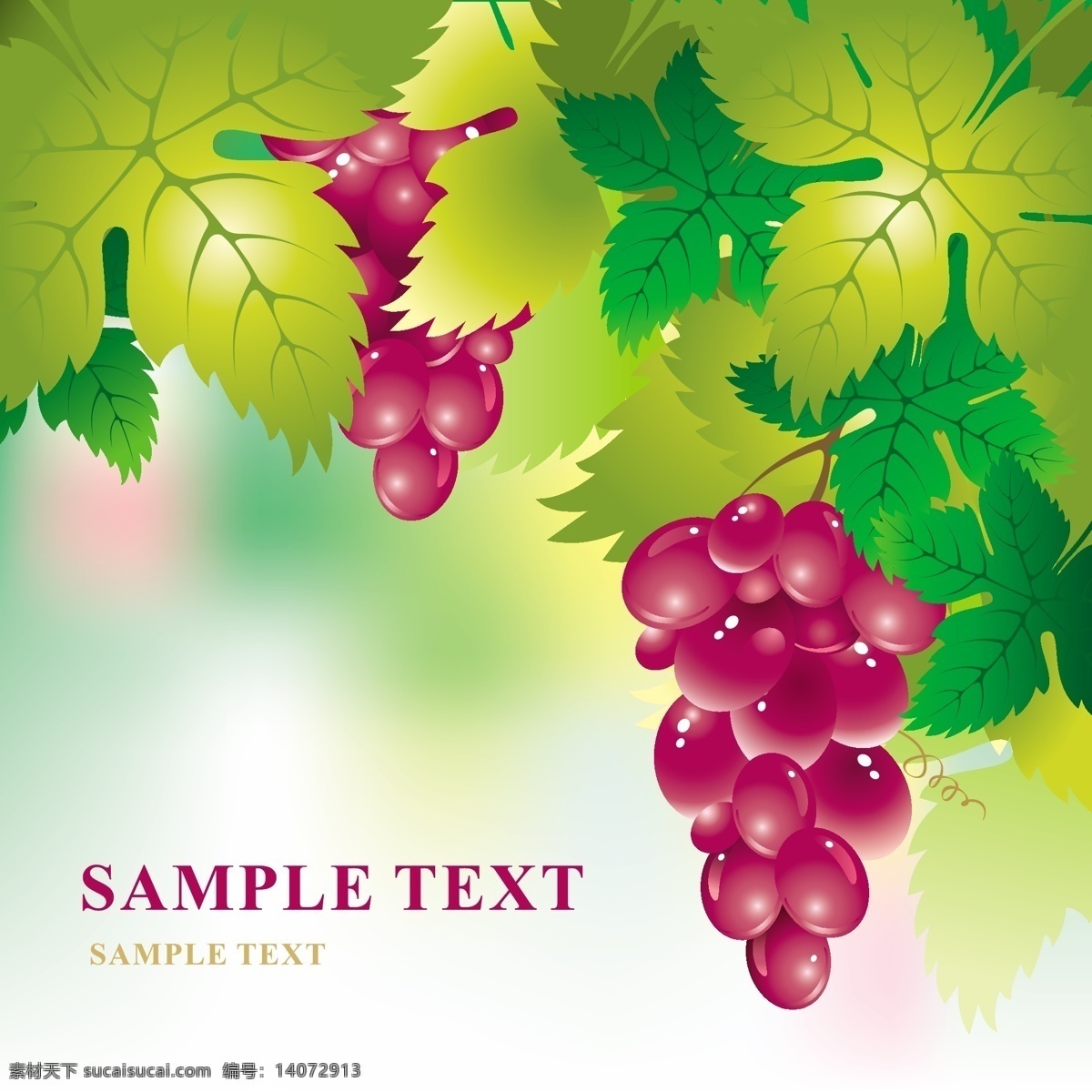 紫 葡萄 绿色 阳光 紫葡萄 紫色 矢量图 其他矢量图