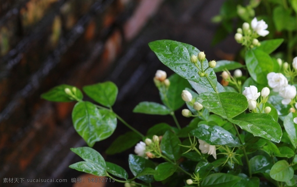 茉莉花 花 白花 小花 花朵 生物世界 花草