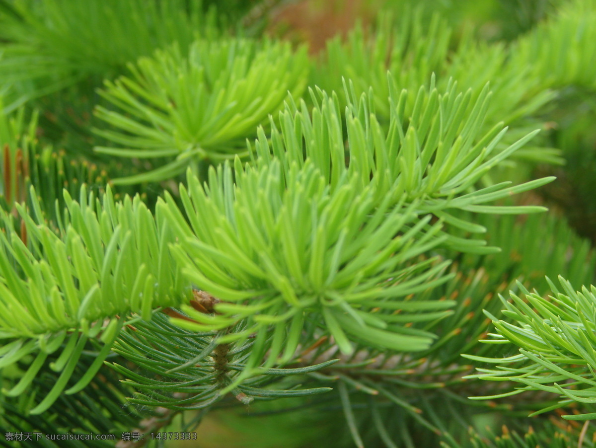 松针 松树 松树针 树木树叶 生物世界 自然风景 自然景观 大自然 花草