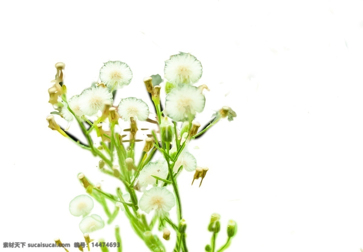 美丽植物种子 轻飘飘 风一吹就播种 植物