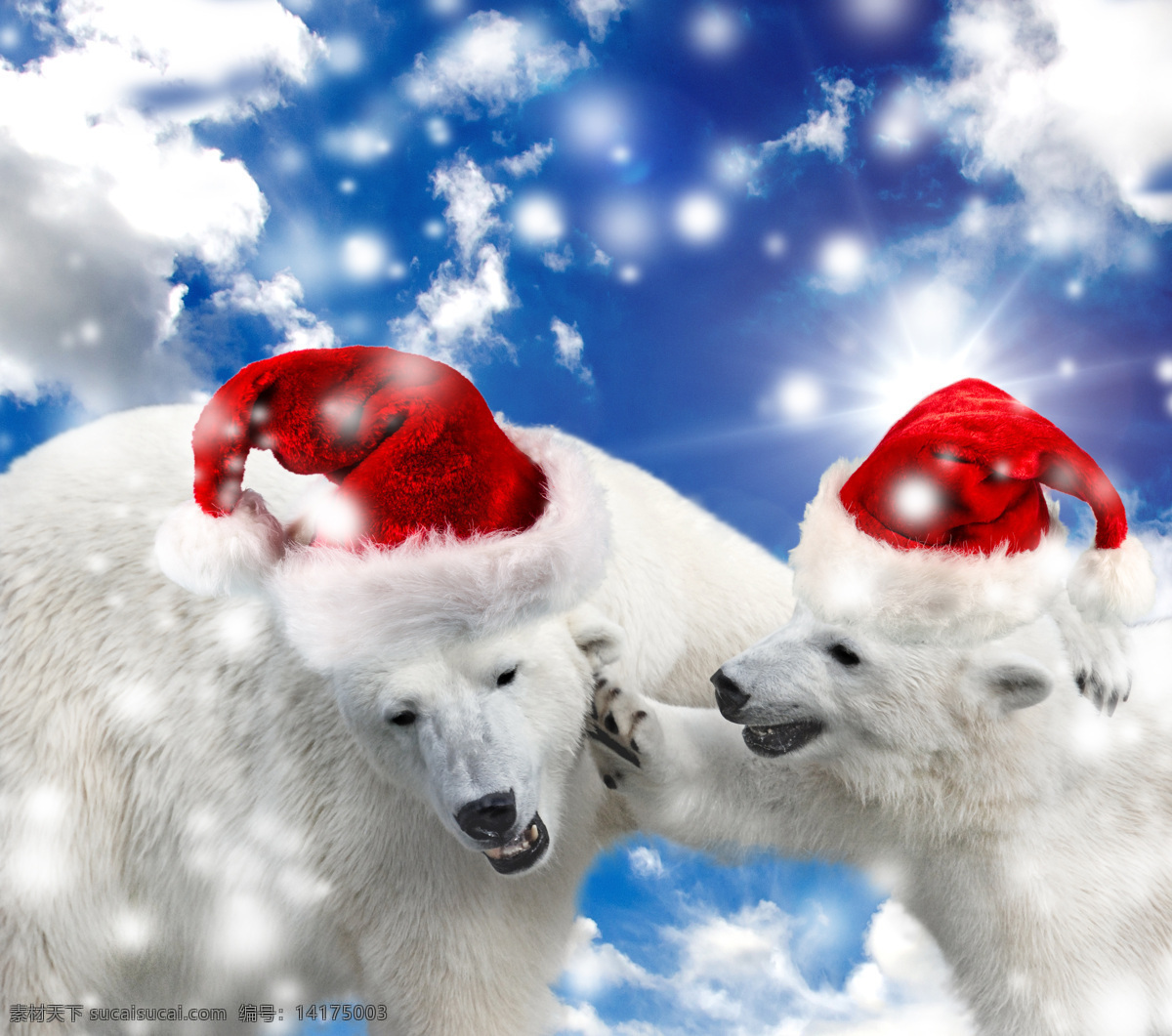 戴 圣诞 帽子 北极熊 戴圣诞帽子 动物 太阳 蓝天白云 圣诞节 节日 陆地动物 生物世界