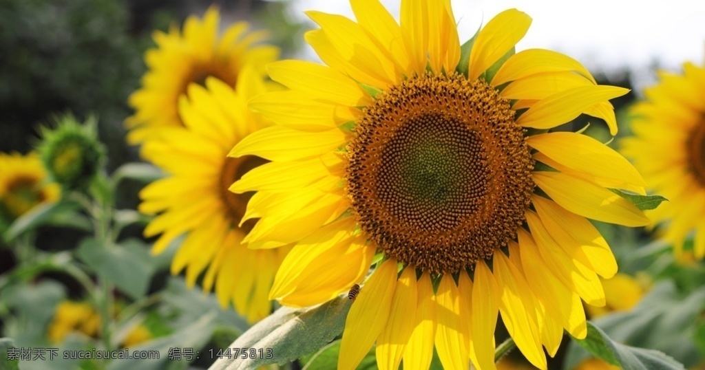 金黄 向日葵 花 美图 葵花 金黄的向日葵 金黄的葵花 花朵 花瓣 花卉 鲜花 花朵素材 花之物语 娇艳的鲜花 画册图片 宣传用图 美丽的鲜花 生物世界 花草