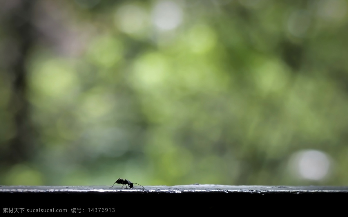 窗台 上 蚂蚁 意境 图 黑蚂蚁 蚂蚁图片 蚂蚁照片 昆虫 生物世界 小蚂蚁 小昆虫 蚂蚁摄影 窗外风景 窗外 绿色 一抹绿色 窗外美景 独立窗台 美景 美丽风景 创意 意境图片 唯美摄影 创意摄影 唯美图片 意境摄影 唯美