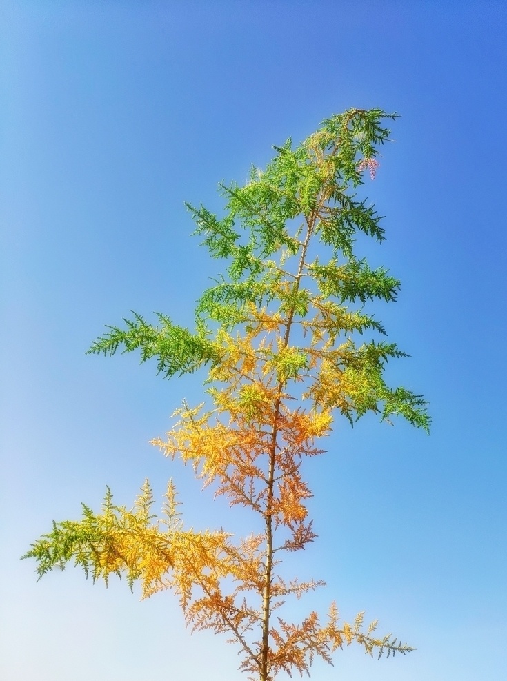新疆 新疆红柳 沙漠植物 新疆植物 植物 耐碱植物 生物世界 树木树叶