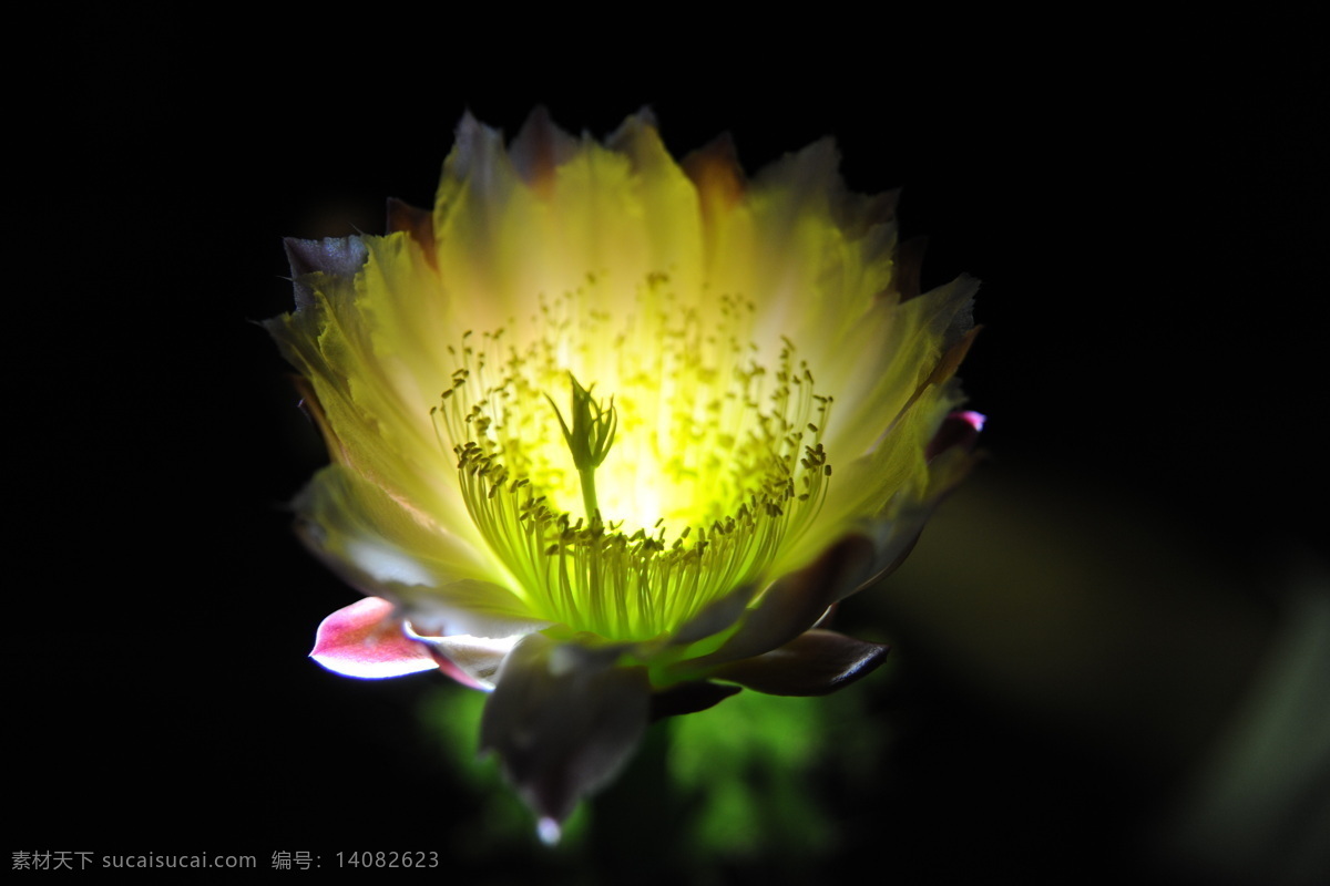 仙人掌花 仙人掌 花 灯光 下 花草 生物世界