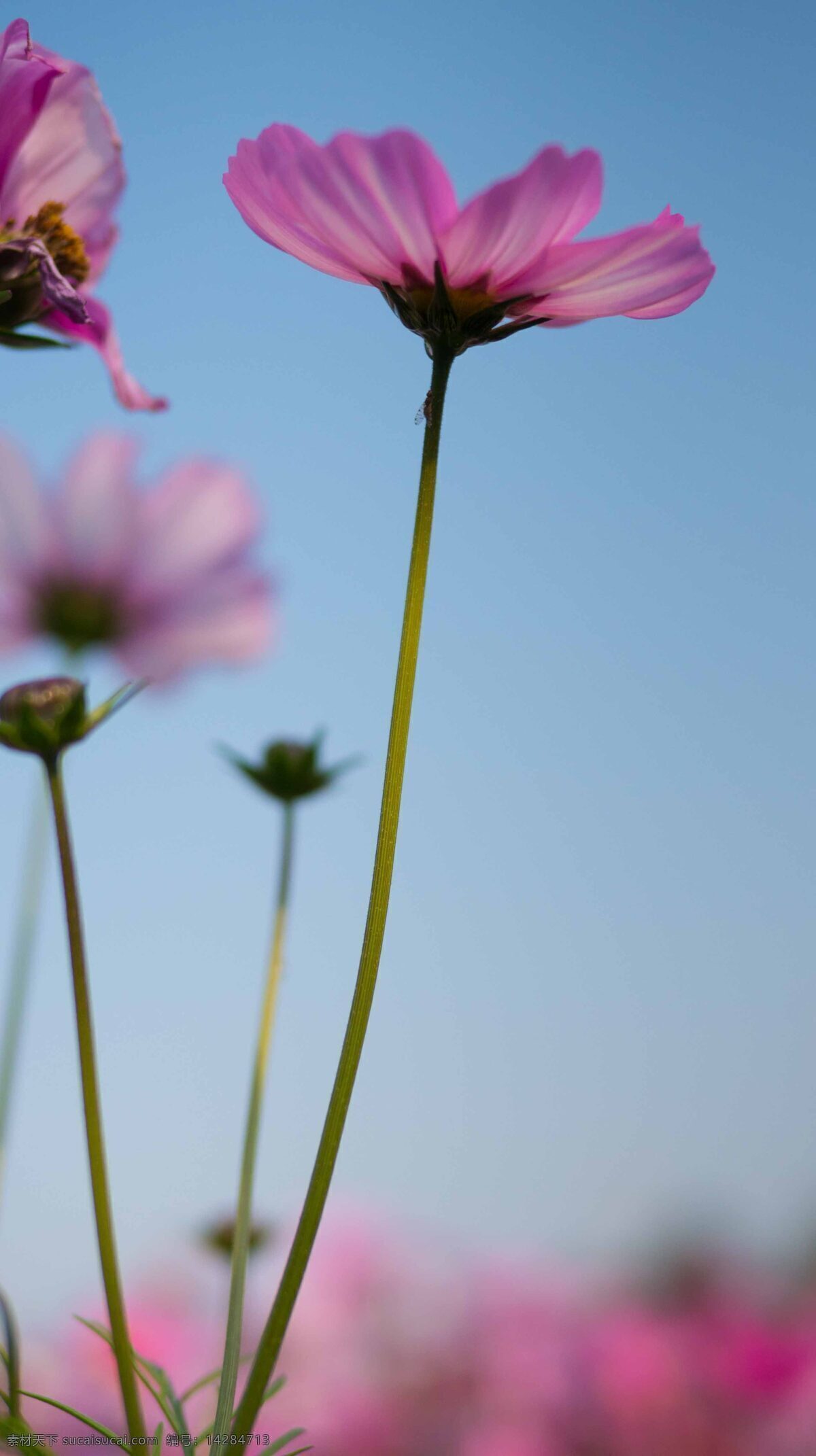 鲜花 花卉 花园 公园 美景 园景 格桑花 菊花 红花 插图 唯美 蓝天 白云 美图 花蕊 花瓣 叶子 绿叶 生物世界 花草