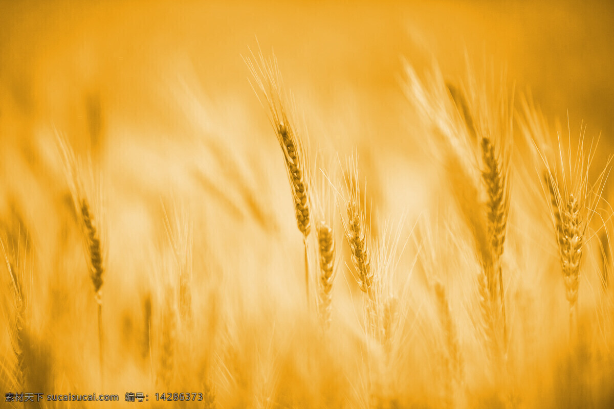 金色麦浪 黄色背景 金色背景 麦子 小麦背景图 丰收背景 秋天 底纹边框 背景底纹