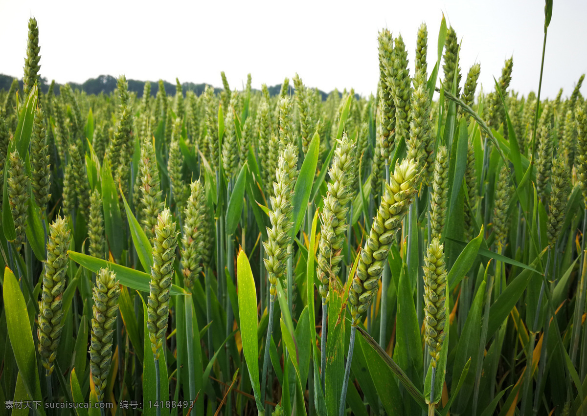 麦穗 水稻 金穗 小麦田 麦田 麦穗天 稻谷 小米 绿色小麦 金色小麦 金色麦穗 自然景观 自然风景
