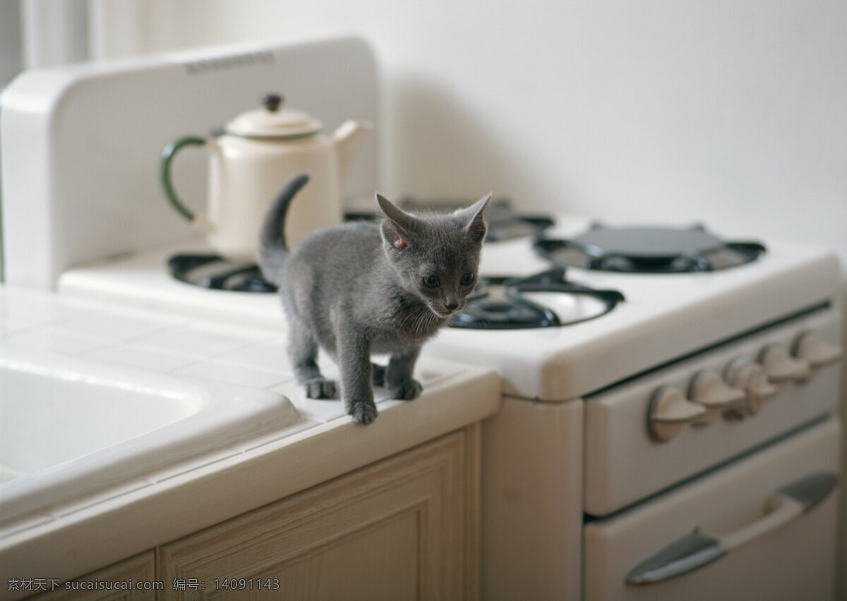 厨房里的小猫 小猫 动物摄影 宠物 猫 可爱的猫 家猫 猫咪 小猫图片 家禽家畜 生物世界 陆地动物 灰色