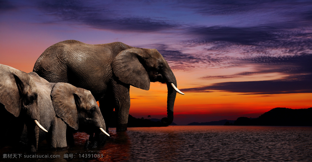 大象 动物 哺乳动物 野生大象 象群 亚洲象 非洲象 小象 蓝天 白云