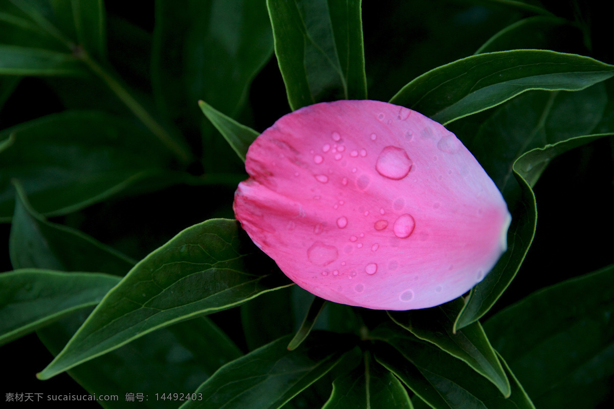 花瓣 花与露 落红 花叶 露珠 雨露 绿叶 芍药花 落花 花草 生物世界