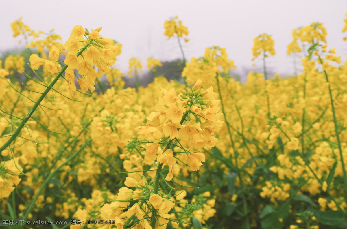 油菜花 油菜花田 花 花背景 花朵特写 油菜花背景 黄色 黄色背景 花朵背景 花朵 青海油菜花田 黄色的花 植物 风景 旅游摄影 国内旅游 自然景观 田园风光