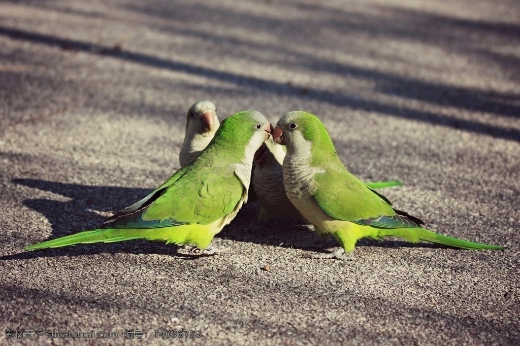 情侣 爱情 鹦鹉 动物 鸟 情感 大自然 浪漫 意境 4k超清壁纸 生物 阳光 羽毛 动植物 生物世界 鸟类