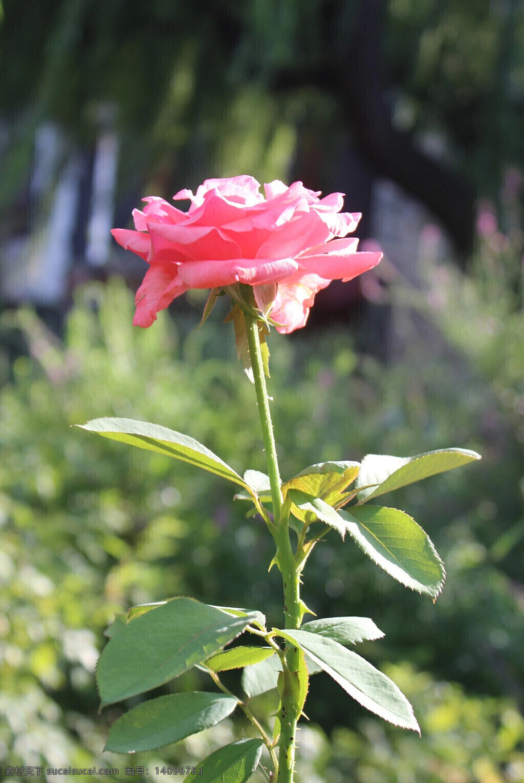 粉玫瑰 玫瑰 阳光玫瑰 鲜花 月季 玫瑰特写 生物世界 花草