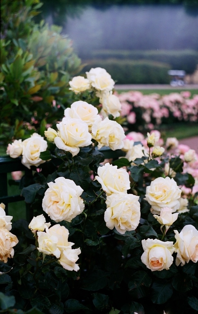 玫瑰花园风景 白玫瑰 绿叶 叶子 写真 白花 安静 生物世界 花草